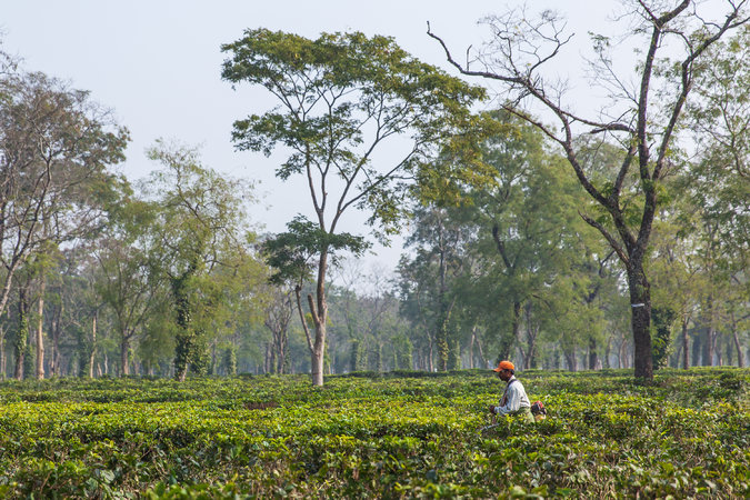 Hopes, and Homes, Crumbling on Indian Tea Plantations